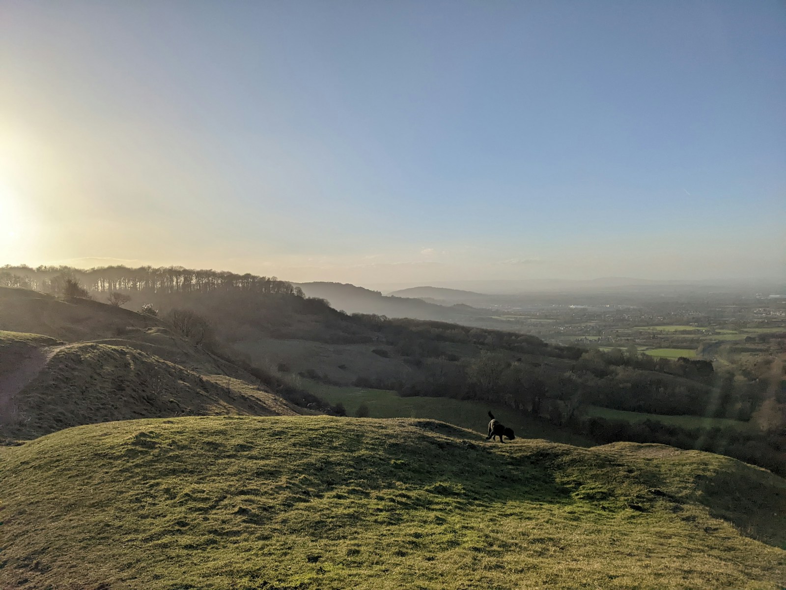a horse standing on top of a lush green hillside
